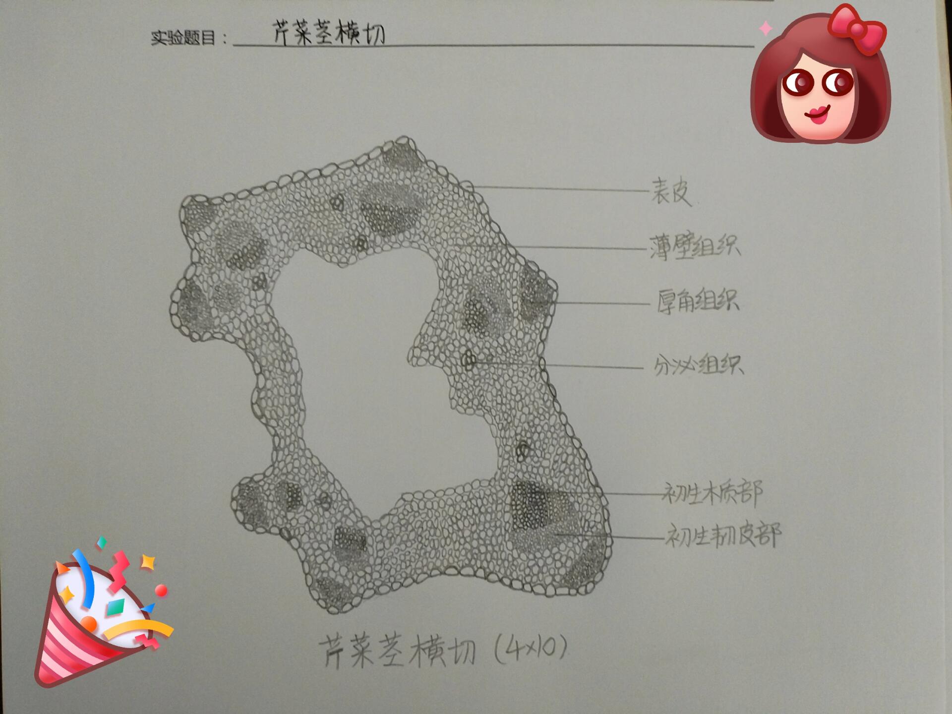 芹菜茎厚角组织绘图图片