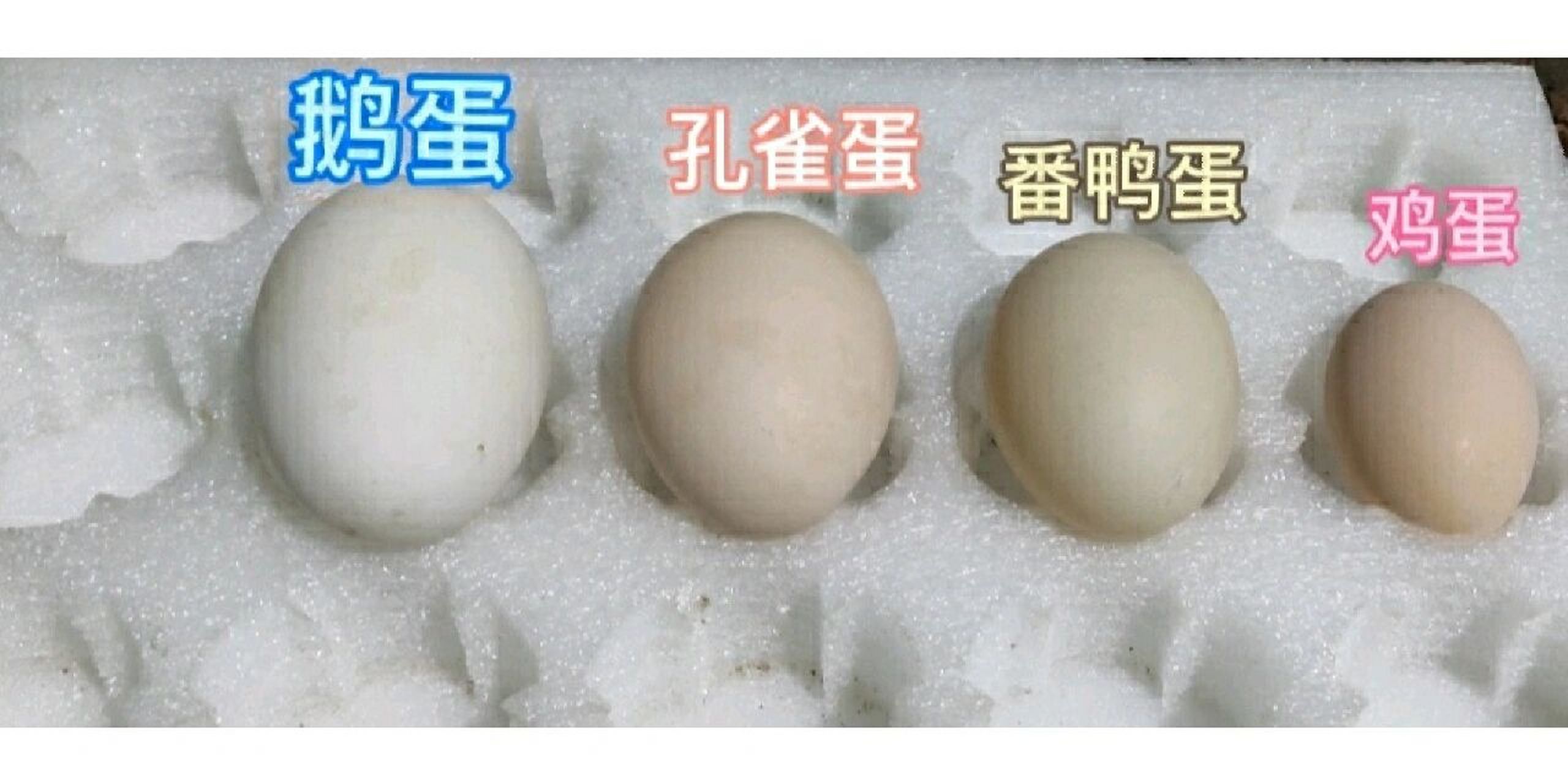 购买孔雀蛋防坑指南,孵化孔雀蛋新手必看.