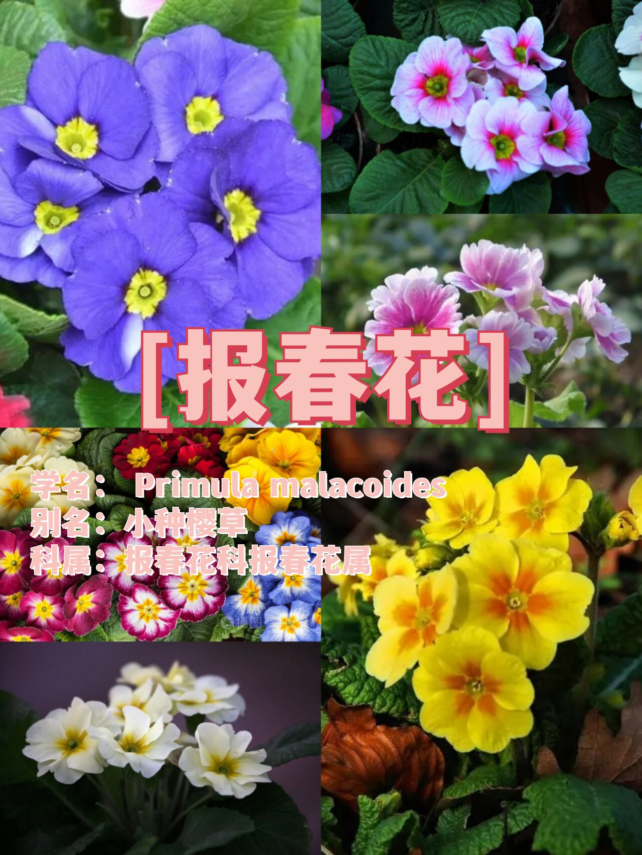 报春花简介图片