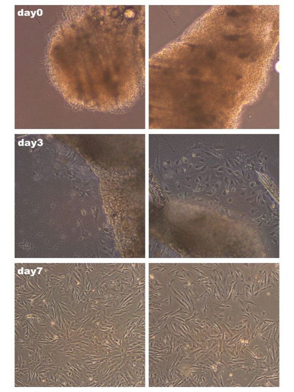c57小鼠皮肤成纤维细胞原代培养的方法 1