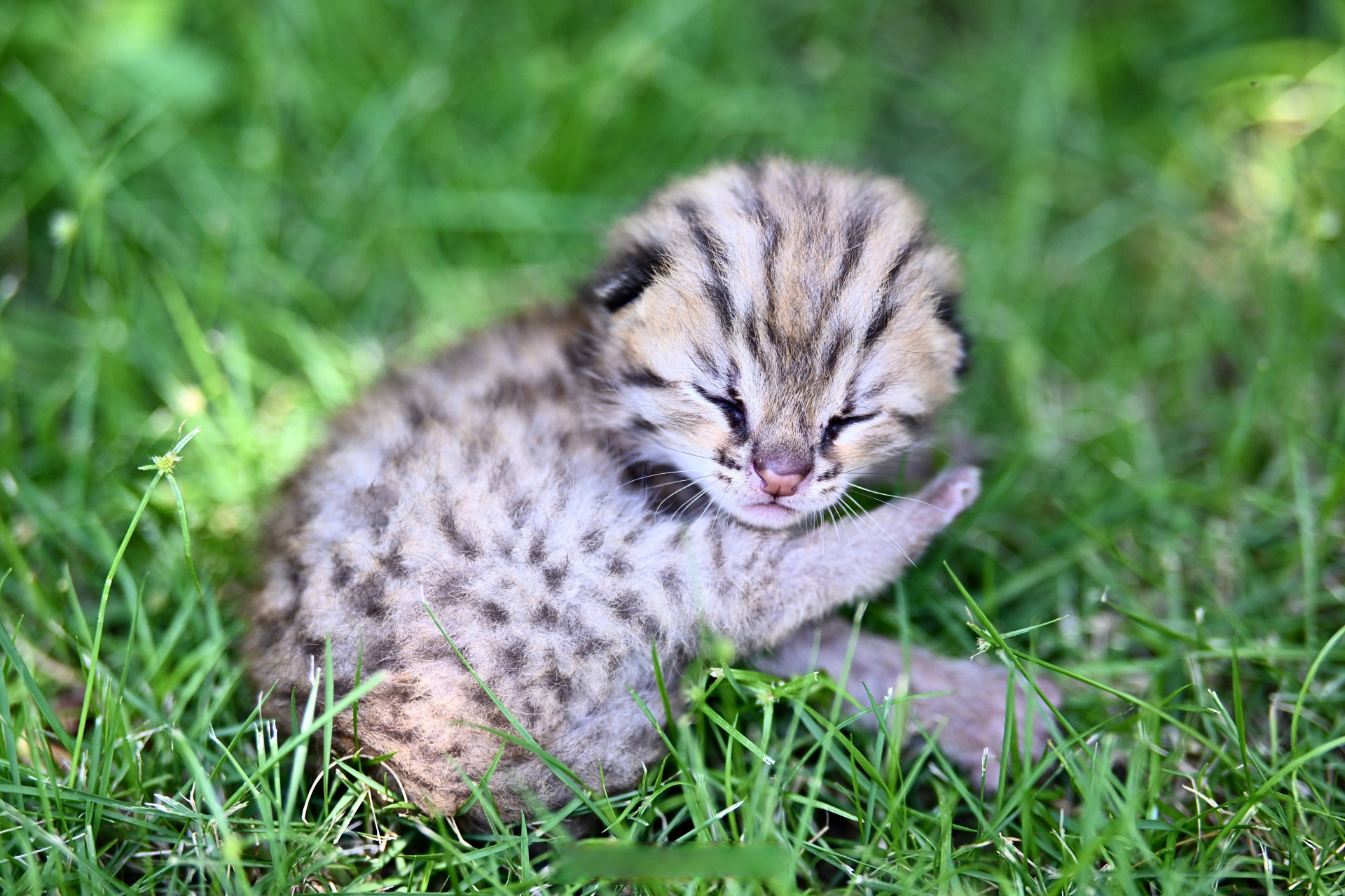 野生豹猫幼崽图片