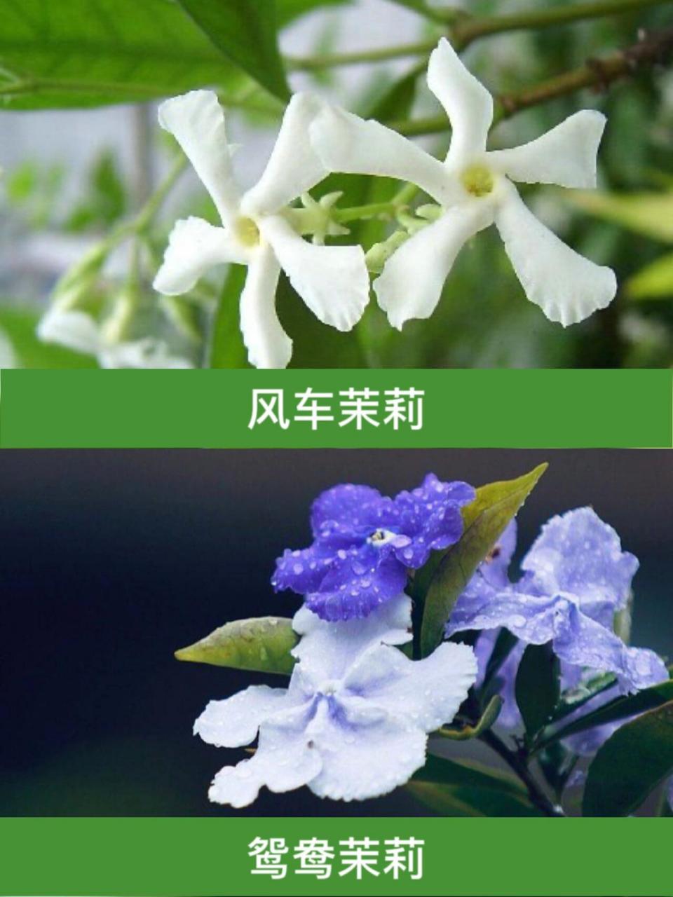 茉莉花品种图片介绍图片