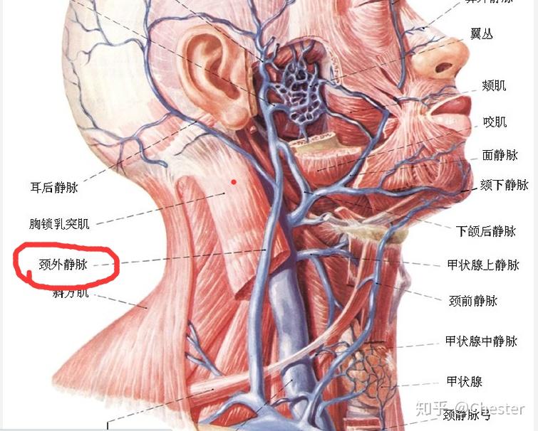 乳突导静脉图片