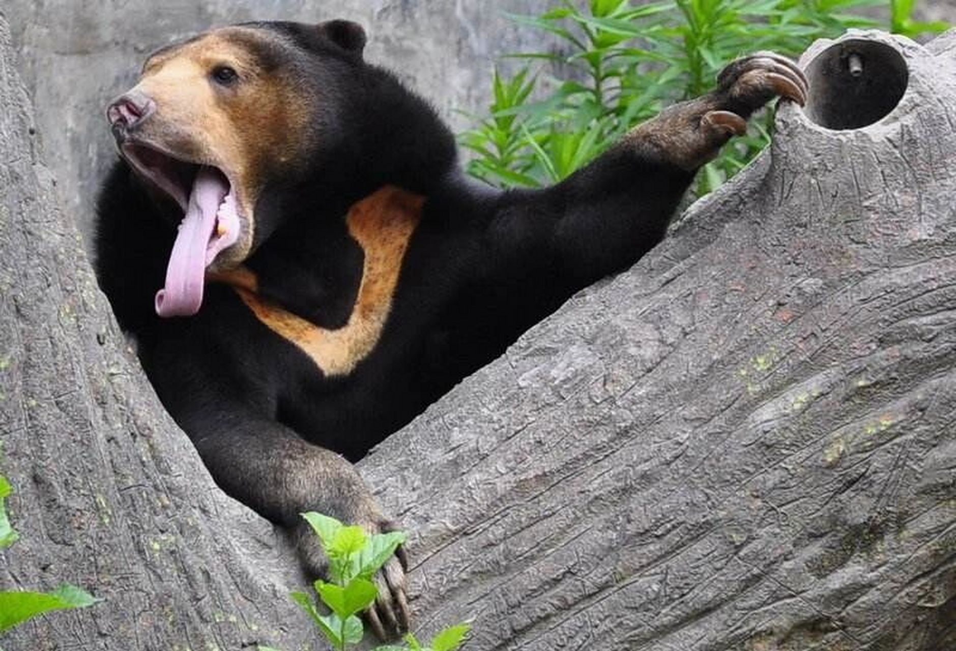 国家级一级重点保护野生动物——马来熊 马来熊(学名:helarctos malay