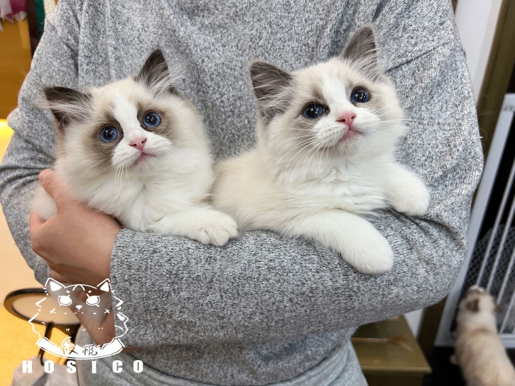 布偶猫99|海双 蓝双对比 两个半月龄 其实布偶小时候,不管是蓝双