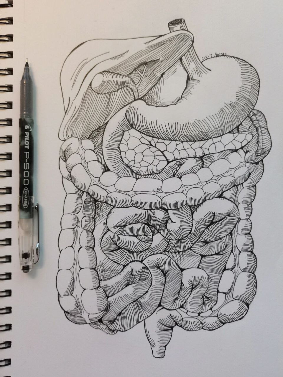 速写丨医学 消化系统 消化系统