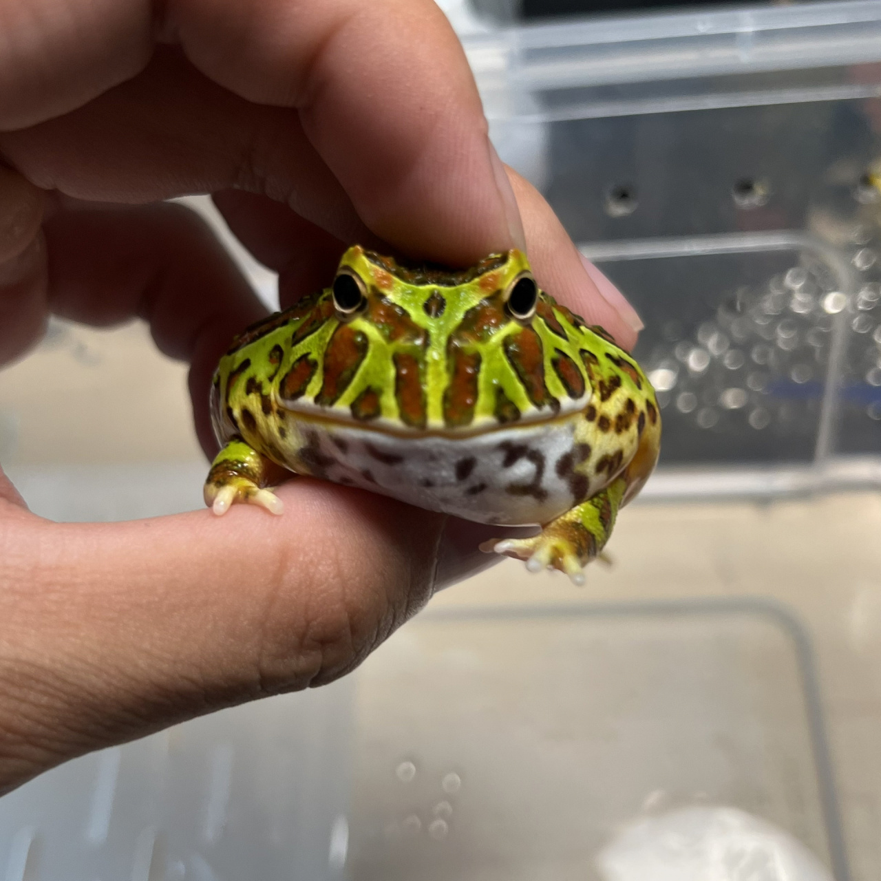 极品中的极品小绿钟角蛙 无敌版型,在绿钟的颜值圈里没服过谁.