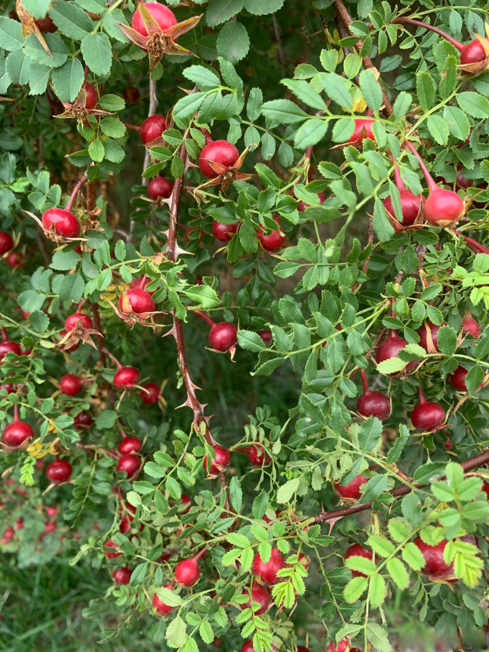 落红不是无情物,化作春泥更护花.山刺玫