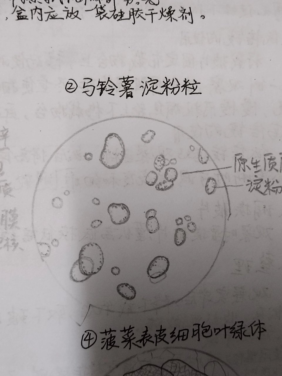 叶绿体结构简图怎么画图片