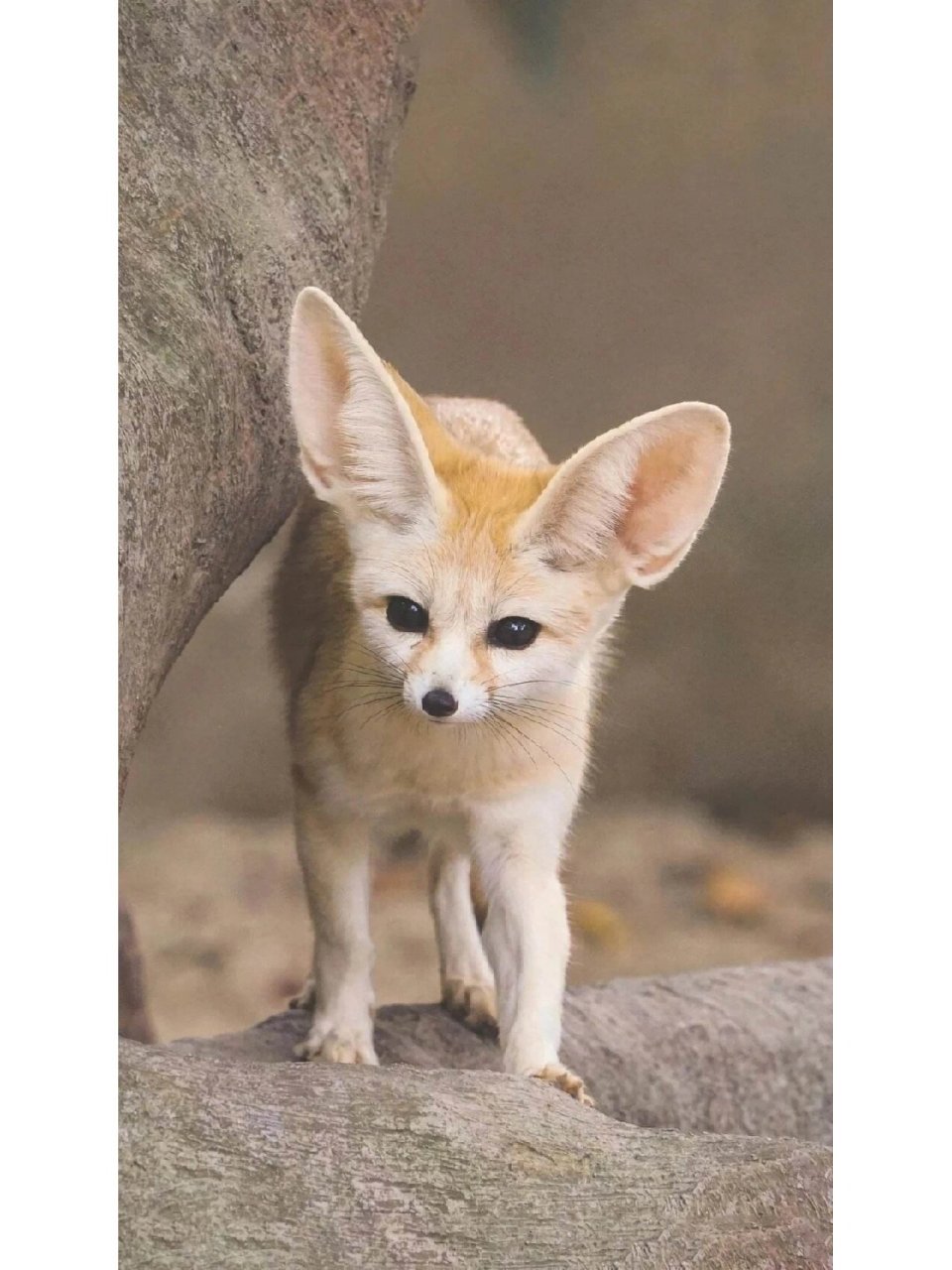 大耳朵小狐狐 大耳狐(学名:otocyon megalotis)有蝙蝠翅膀一样的耳朵