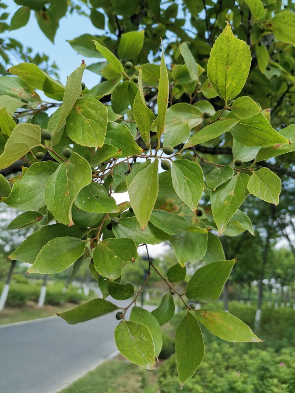 是荨麻目榆科朴属植物,落叶乔木,高达20米.树皮平滑,灰色.