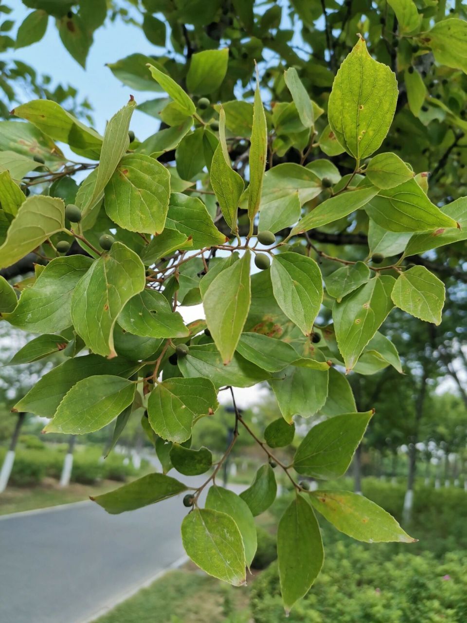 沙朴树图片 植物图片