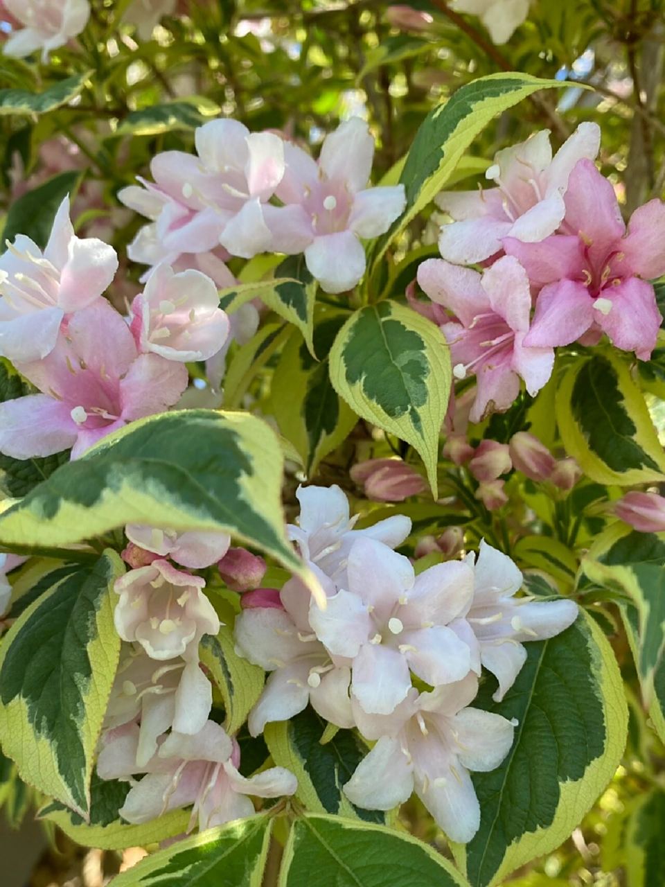 花叶锦带花 中文名:花叶锦带花 拉丁学名:weigela florida variegata