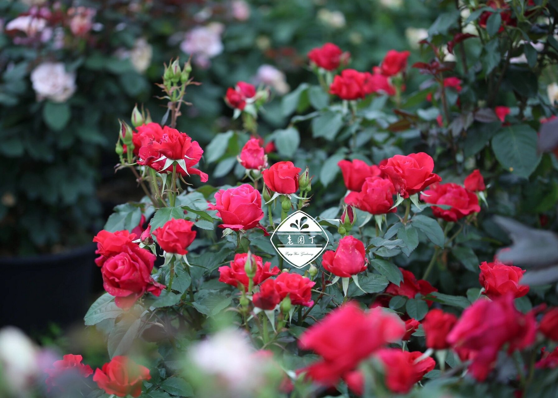 河本月季1661556615:米迦勒 米迦勒 ミ力工儿  michael 大