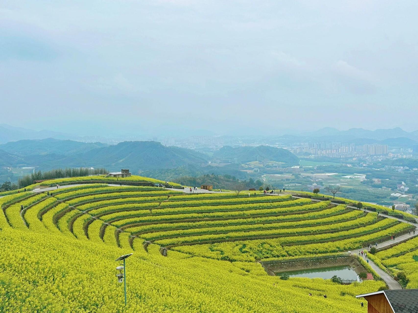 富阳油菜花赏花攻略:黑山顶 东梓关 98阳春三月,杭州富阳的油菜花也