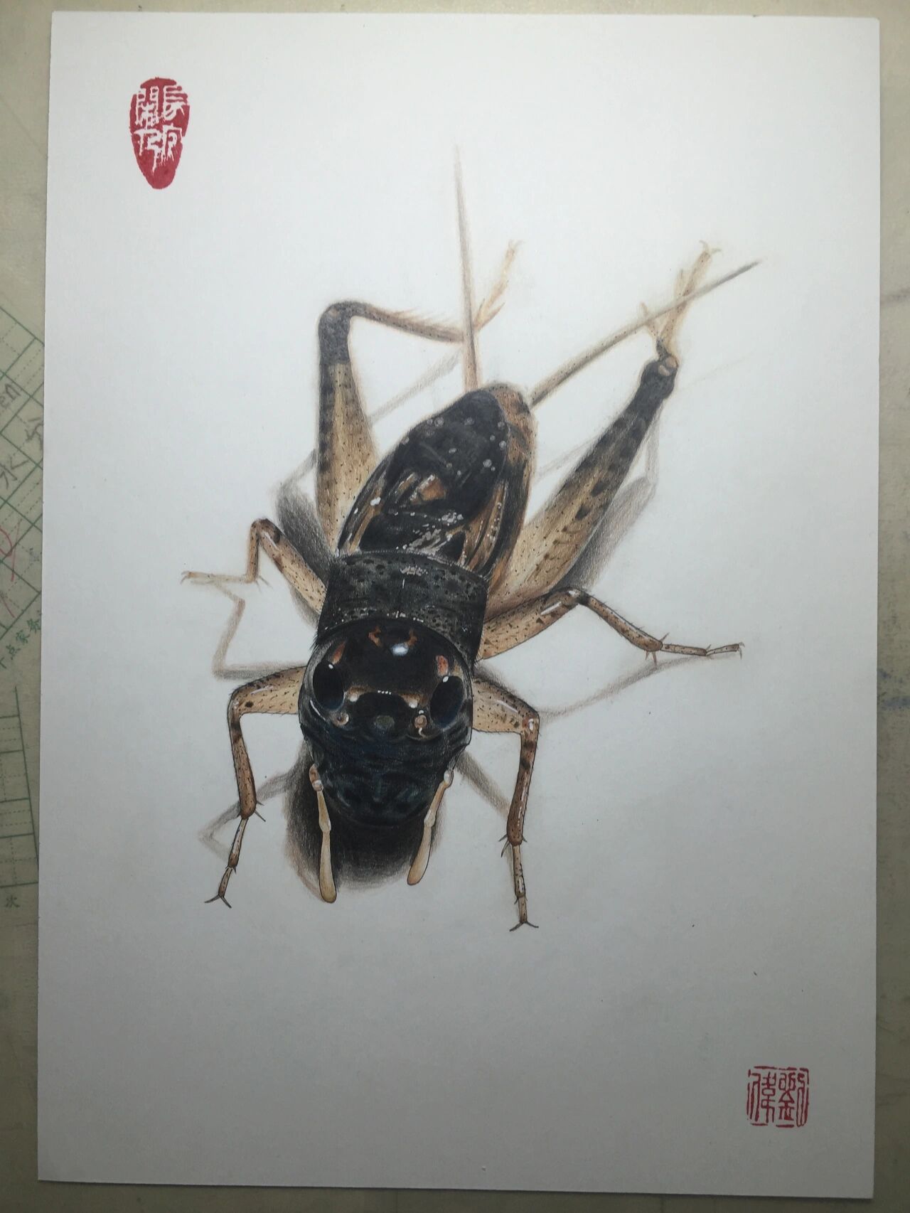 彩铅手绘蟋蟀步骤