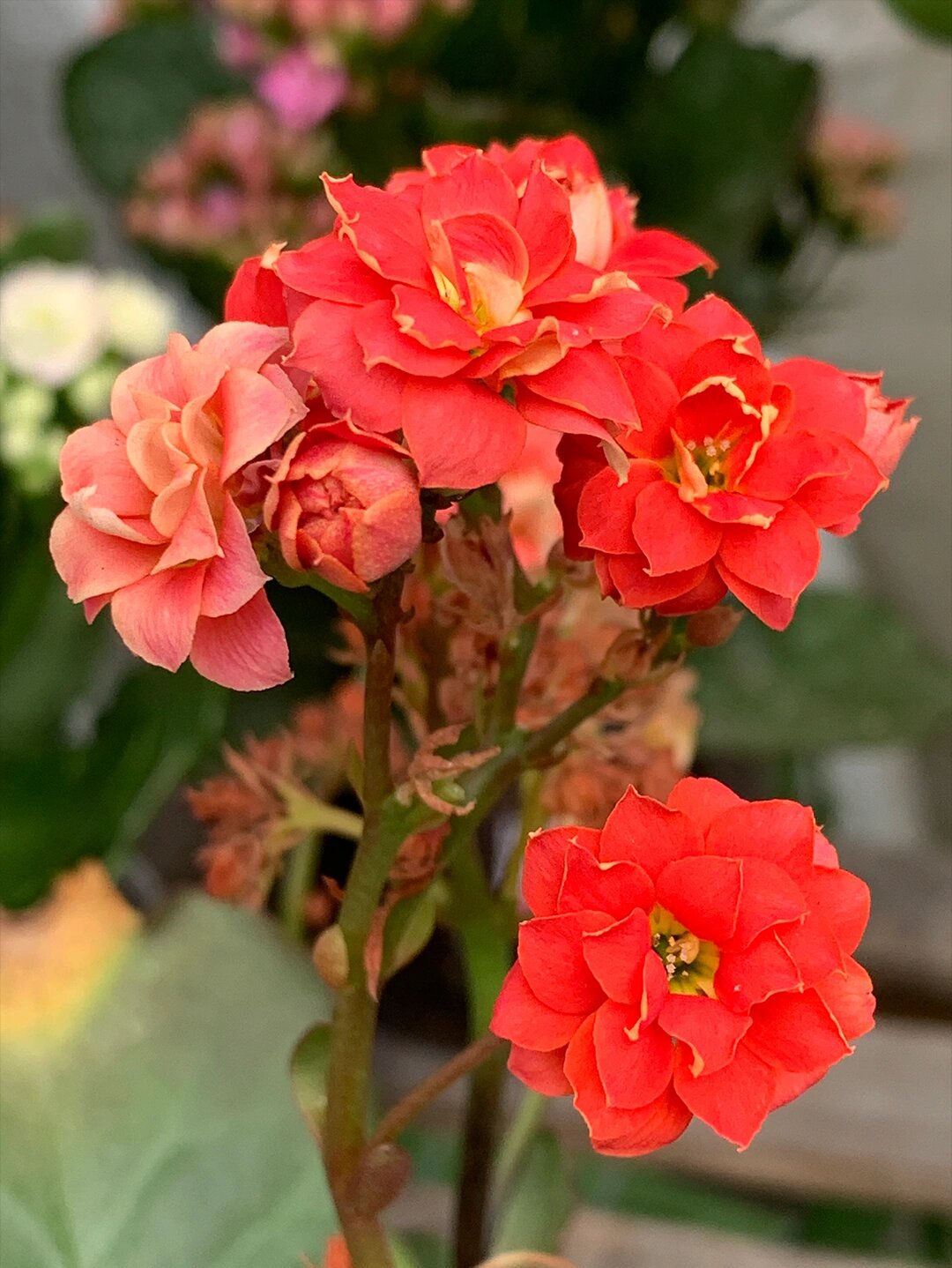 盖茨长寿花(33),西瓜红色 盖茨长寿花 一个开西瓜红色大花的长寿花.