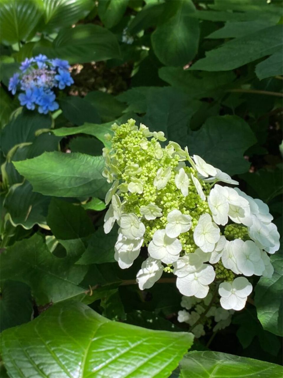 天花板级栎叶绣球秋观叶夏观花耐晒又扛冻 栎叶绣球,是绣球中的天花板