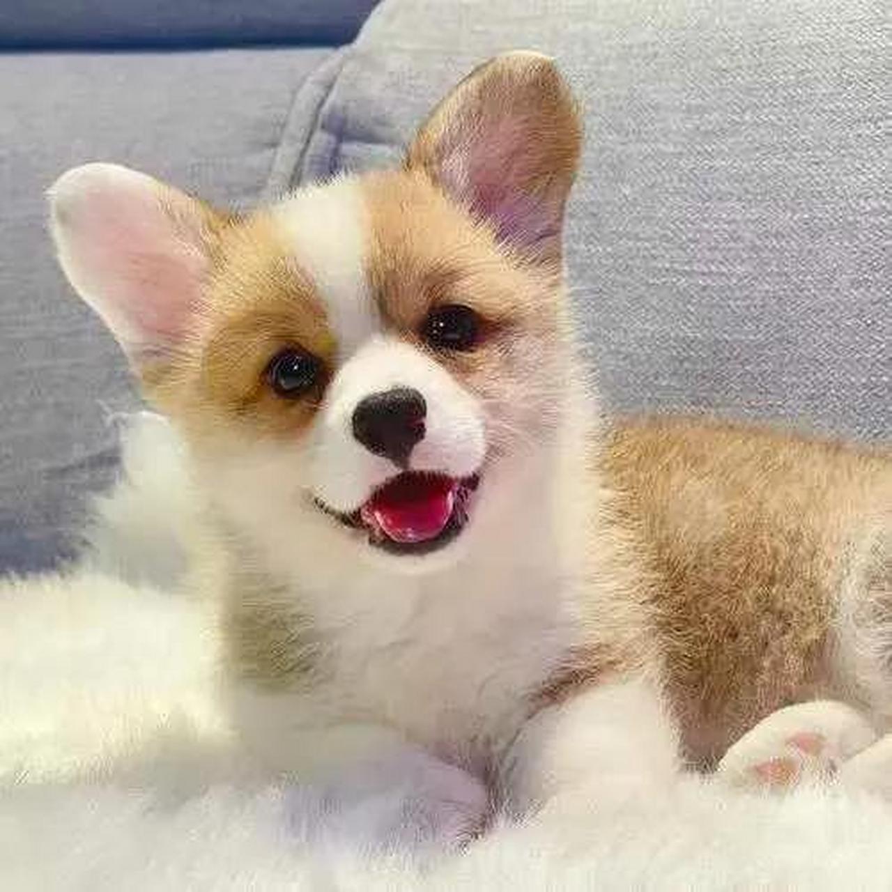 柯基犬(corgi)是一种来自英国威尔士的小型犬,身高一般在25-30厘米
