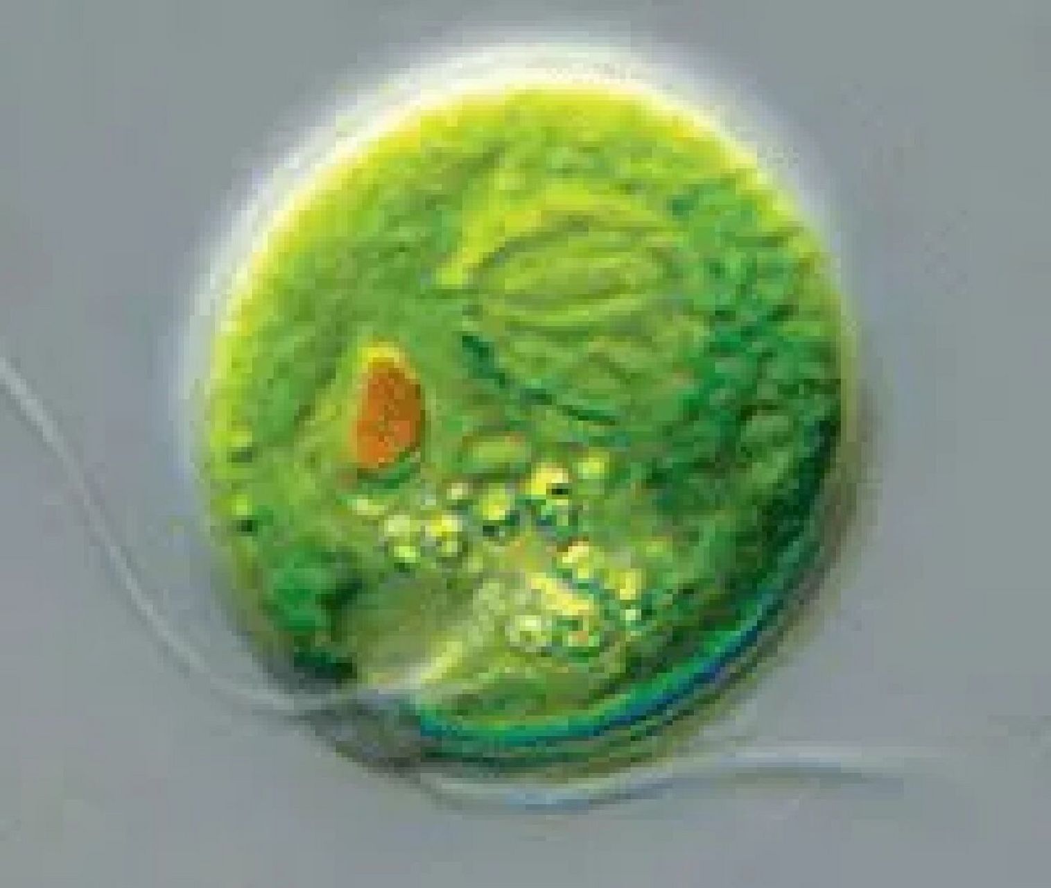 衣藻 绿藻门衣藻属 真核单细胞植物,有鞭毛(可运动),伸缩泡(排泄),眼