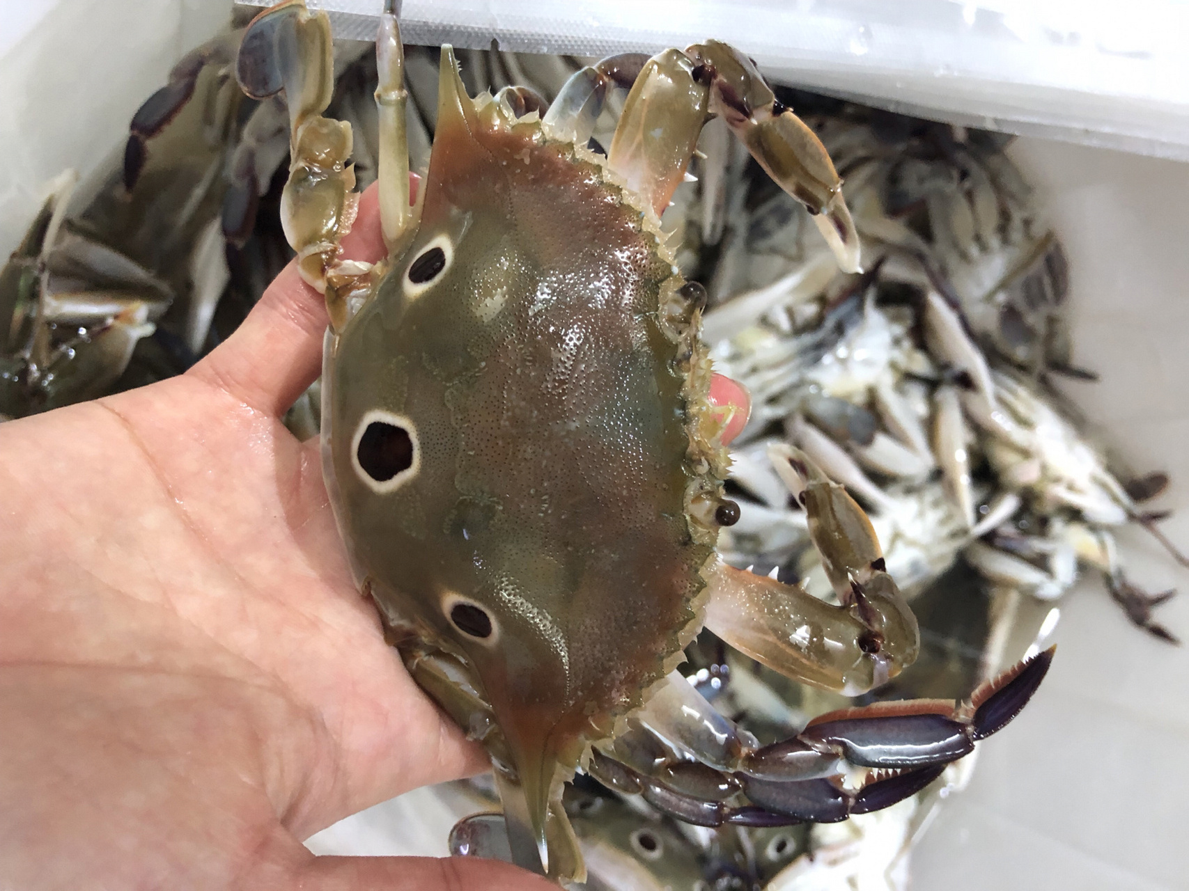 三个眼睛的螃蟹俗称三目蟹 饱黄螃蟹真是让我又爱又恨,02喜欢吃螃蟹