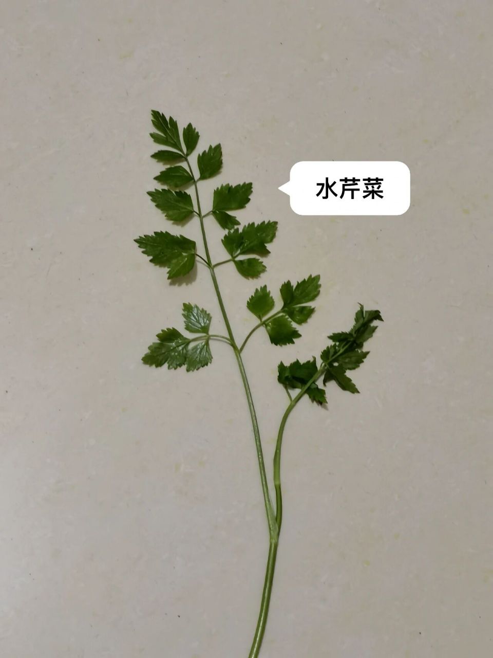 水芹菜和毒芹 今天发生个大无语事件!摘了n次野芹菜的我居然摘到毒芹!