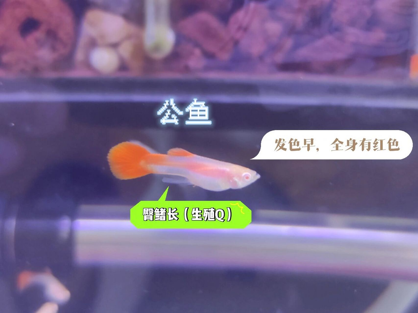 一个月大孔雀鱼分公母 孔雀鱼苗在一个月到一个半月分缸是非常必要的
