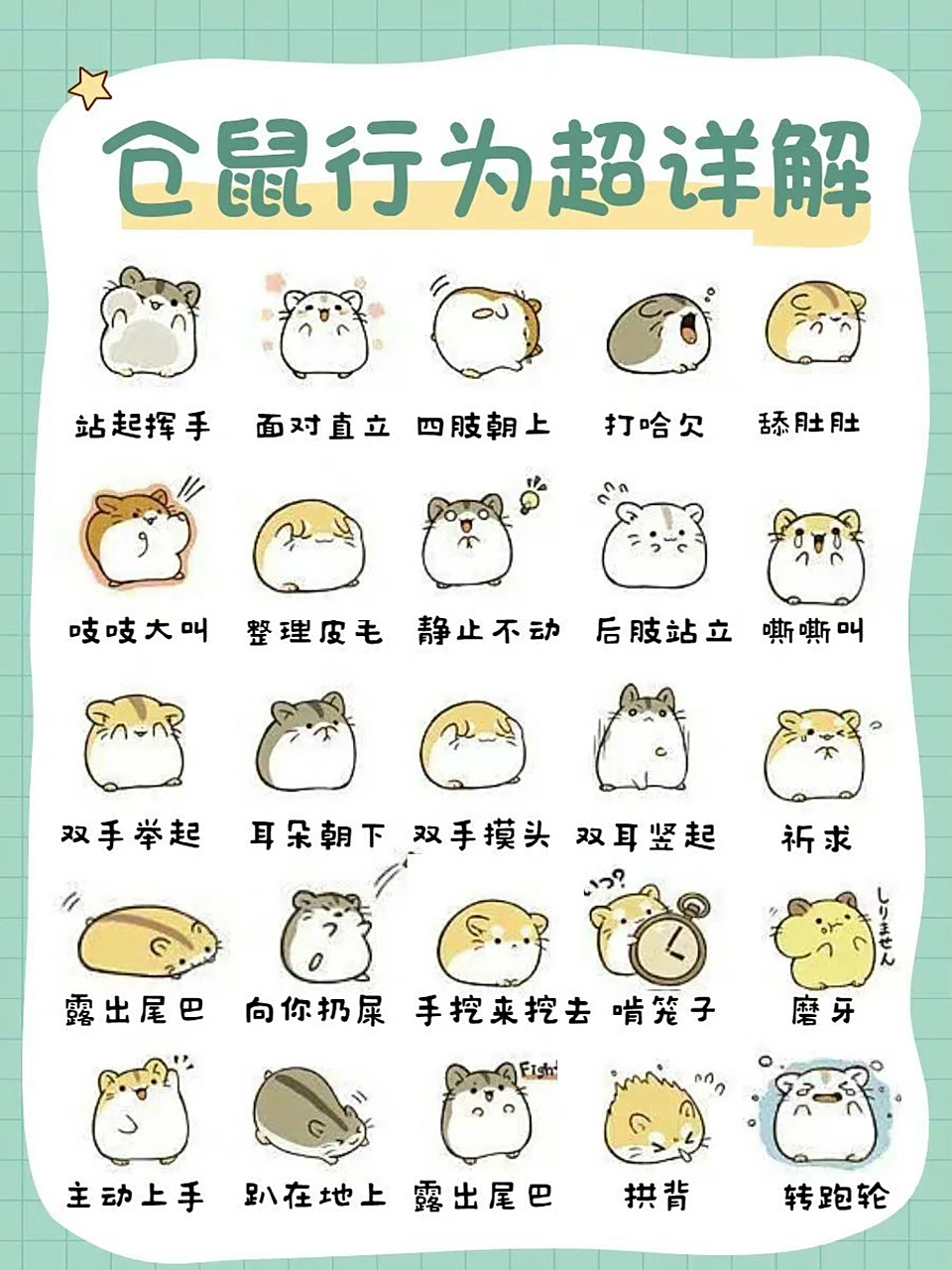 25种仓鼠肢体语言 丢93是在爱你! 你对你的鼠鼠了解多少?