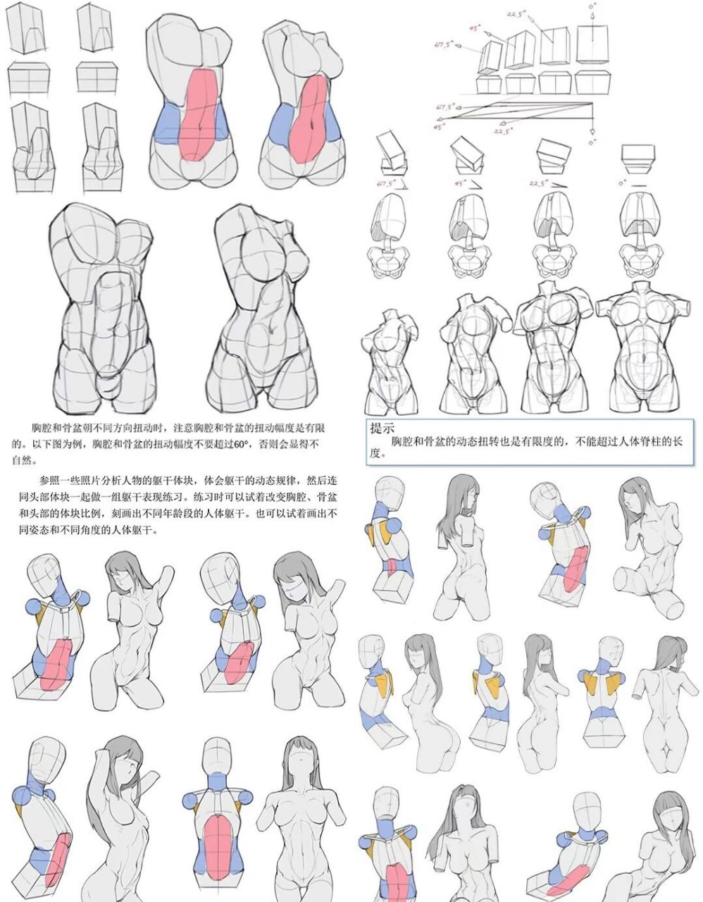 人体肌肉结构透视图
