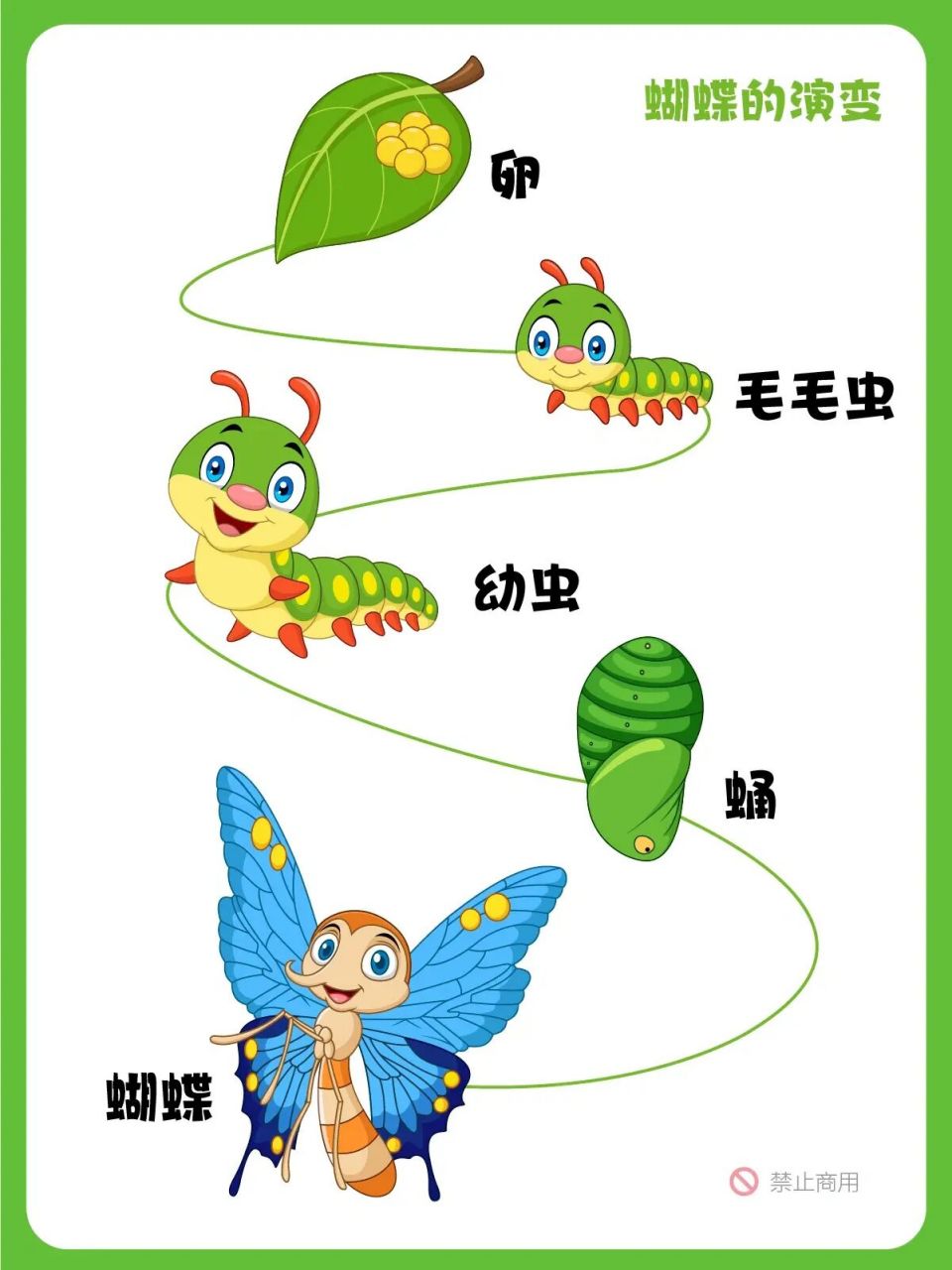 蝴蝶的演变过程流程图图片