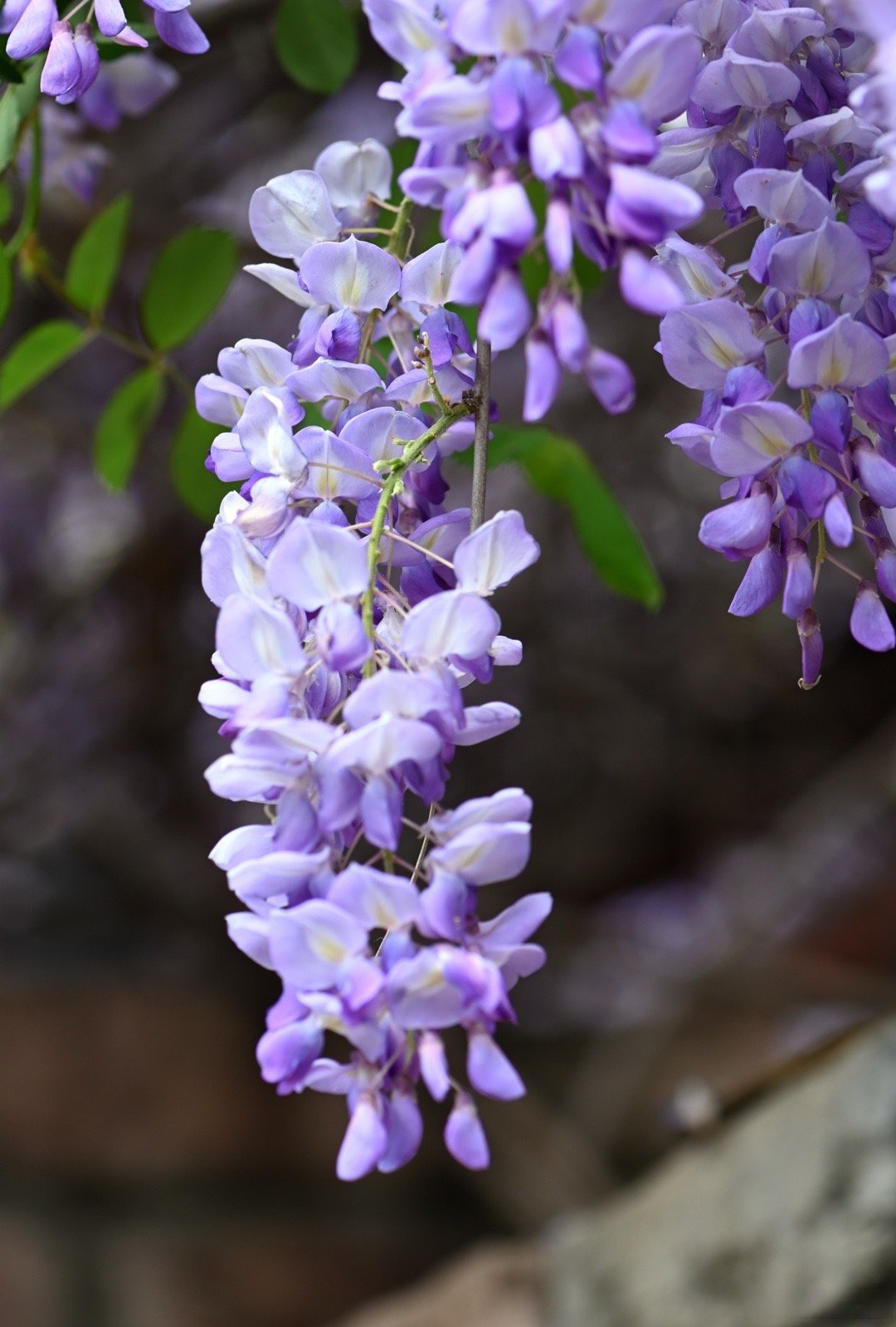 花期乡遇寻味山河#花开时节遇见最美城市 大美中国,美不胜收
