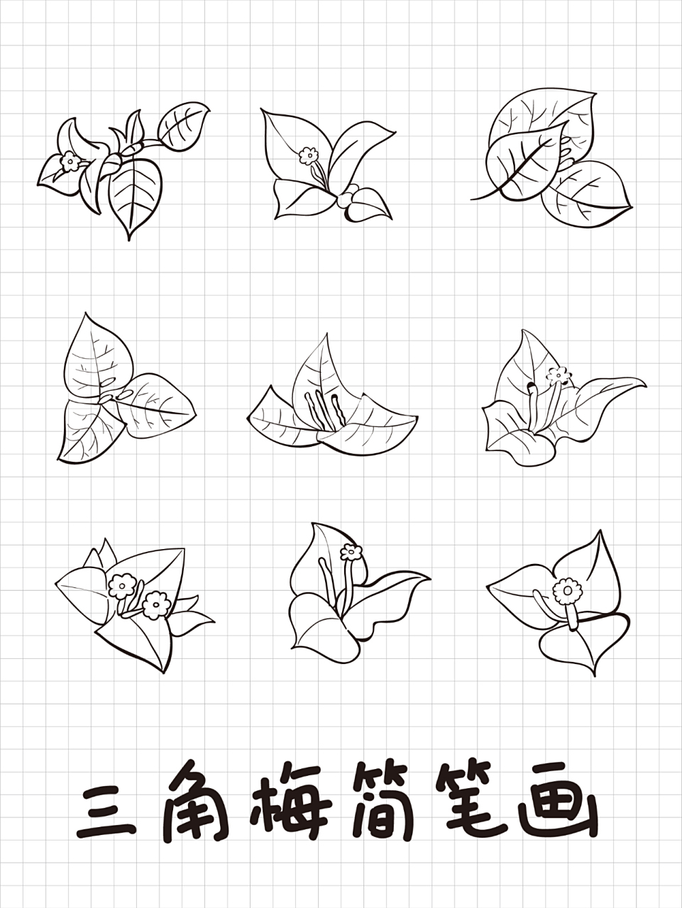 三角梅,勒杜鹃简笔画 三角梅,勒杜鹃简笔画0202三角梅开花02