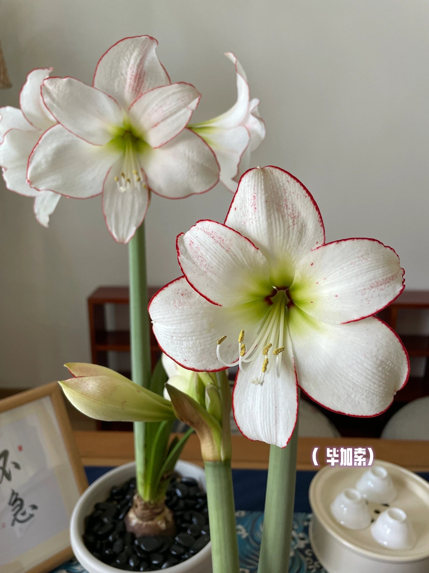 毕加索&花边石竹 毕加索斑点多一些,轮廓线红色深一些;花边石竹斑点少