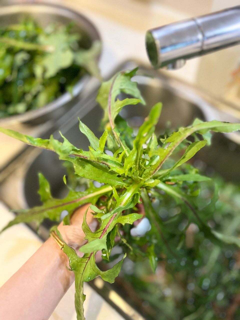 野菜 奶奶草 不知道这个是不是邻居带我摘的苦苣菜 我妈妈说,这是兔子