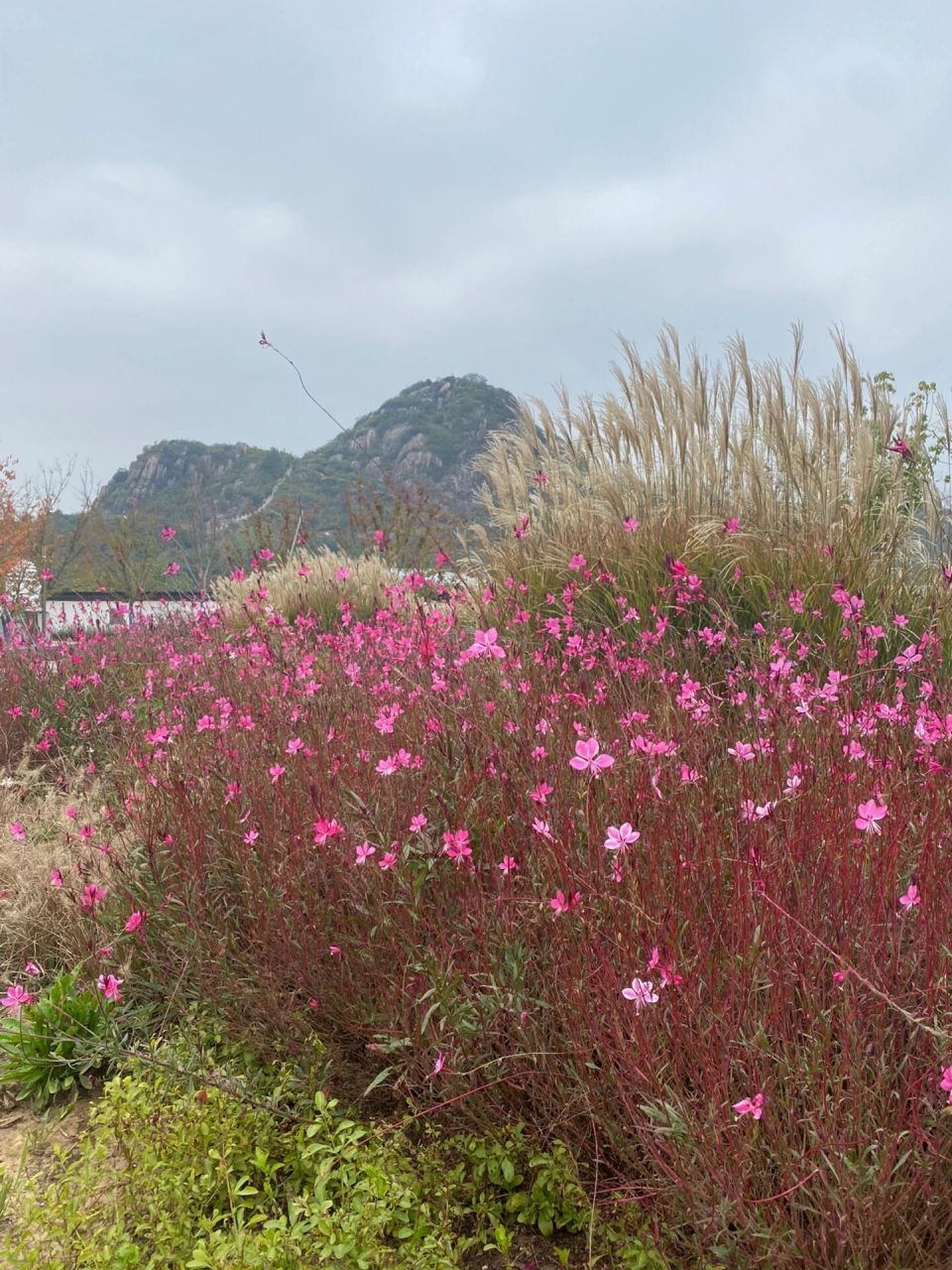 苏州狮山景区图片