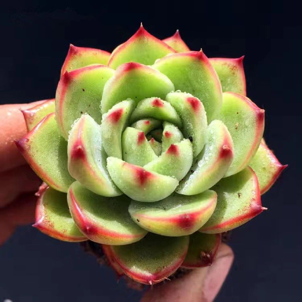 96每天认识一种多肉9410496月亮石 月亮石出自东云系,虽然叶片