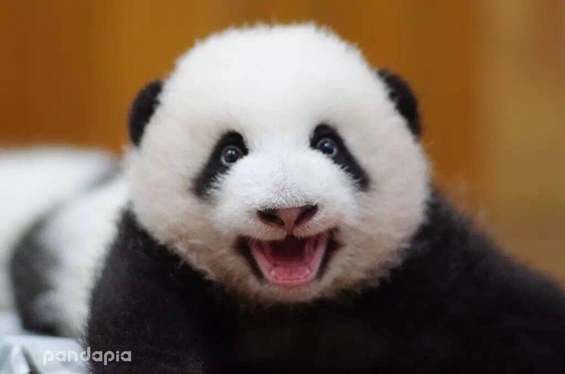 大熊猫萌兰——全世界最可爱的熊猫公仔 萌兰 雄性(帅气可爱的男孩纸