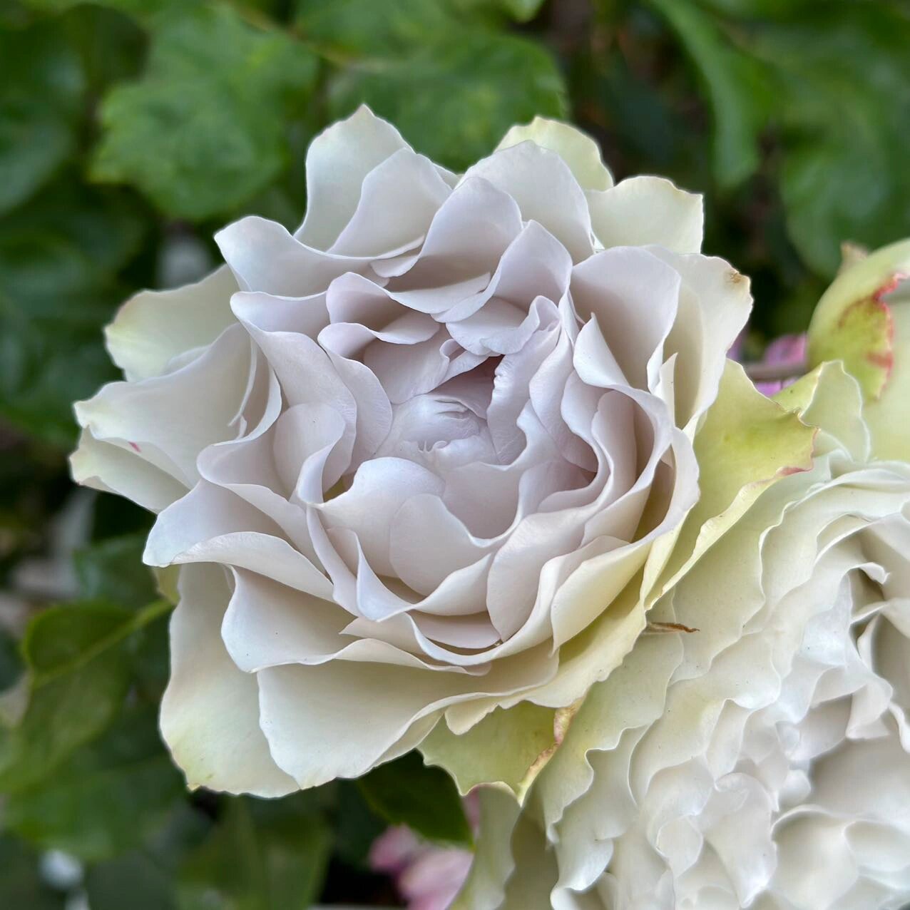 青金石面纱 - 今井清 {月季} 又是一款塑料花,蓝紫色系的一般都是抹布