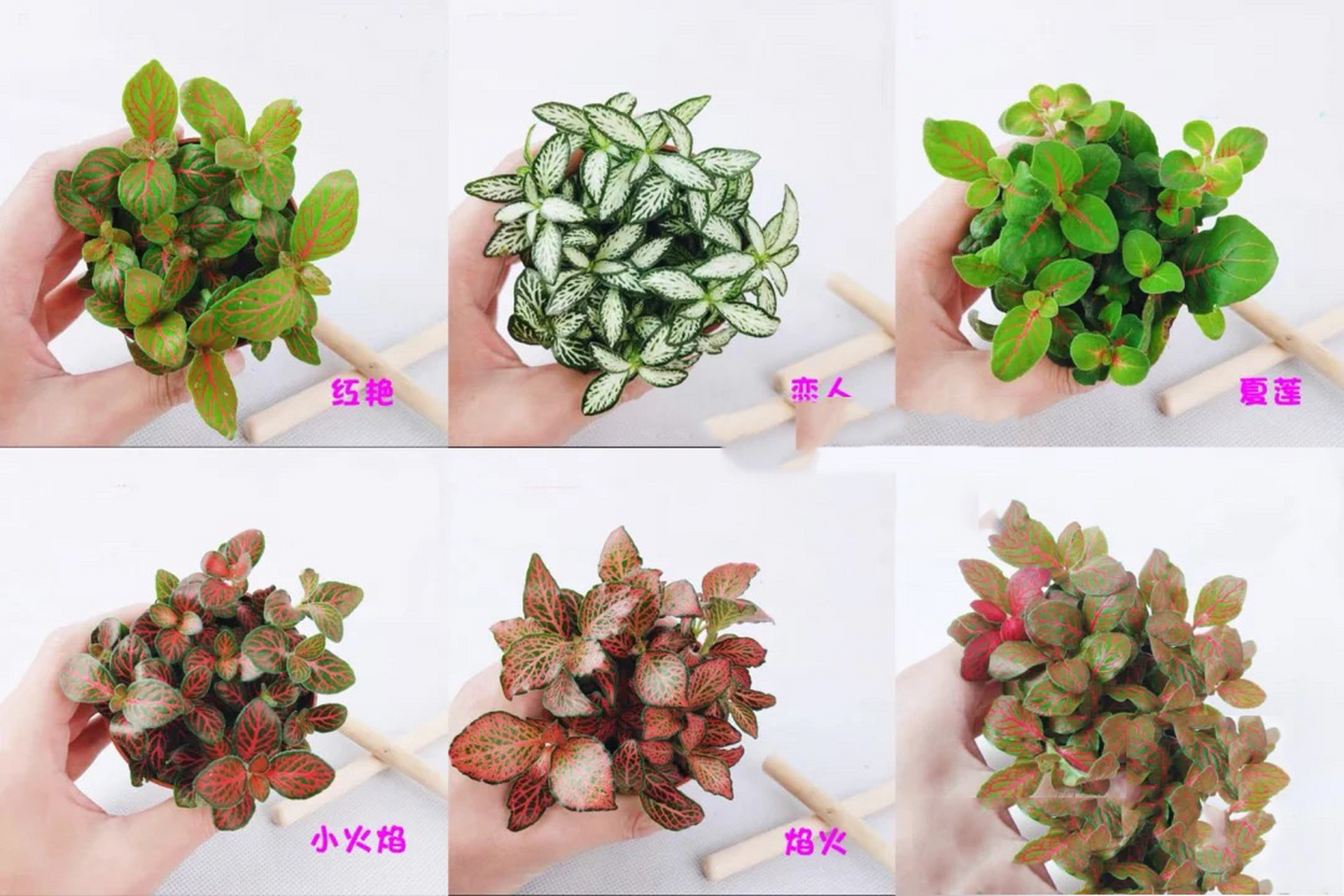 99网纹草品种大全与养护方法7015 今天为大家介绍一款非常可爱