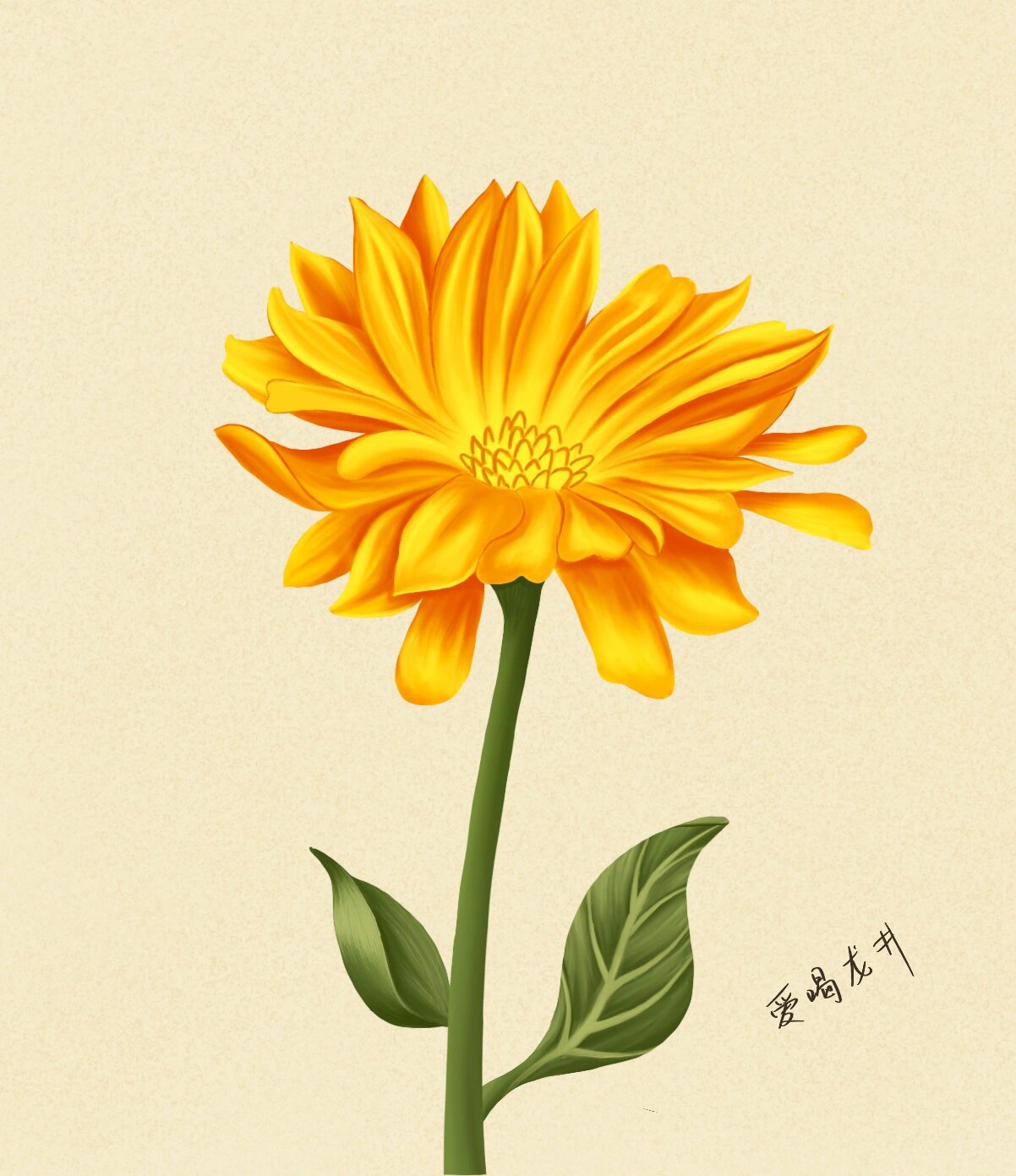 手绘植物之菊花