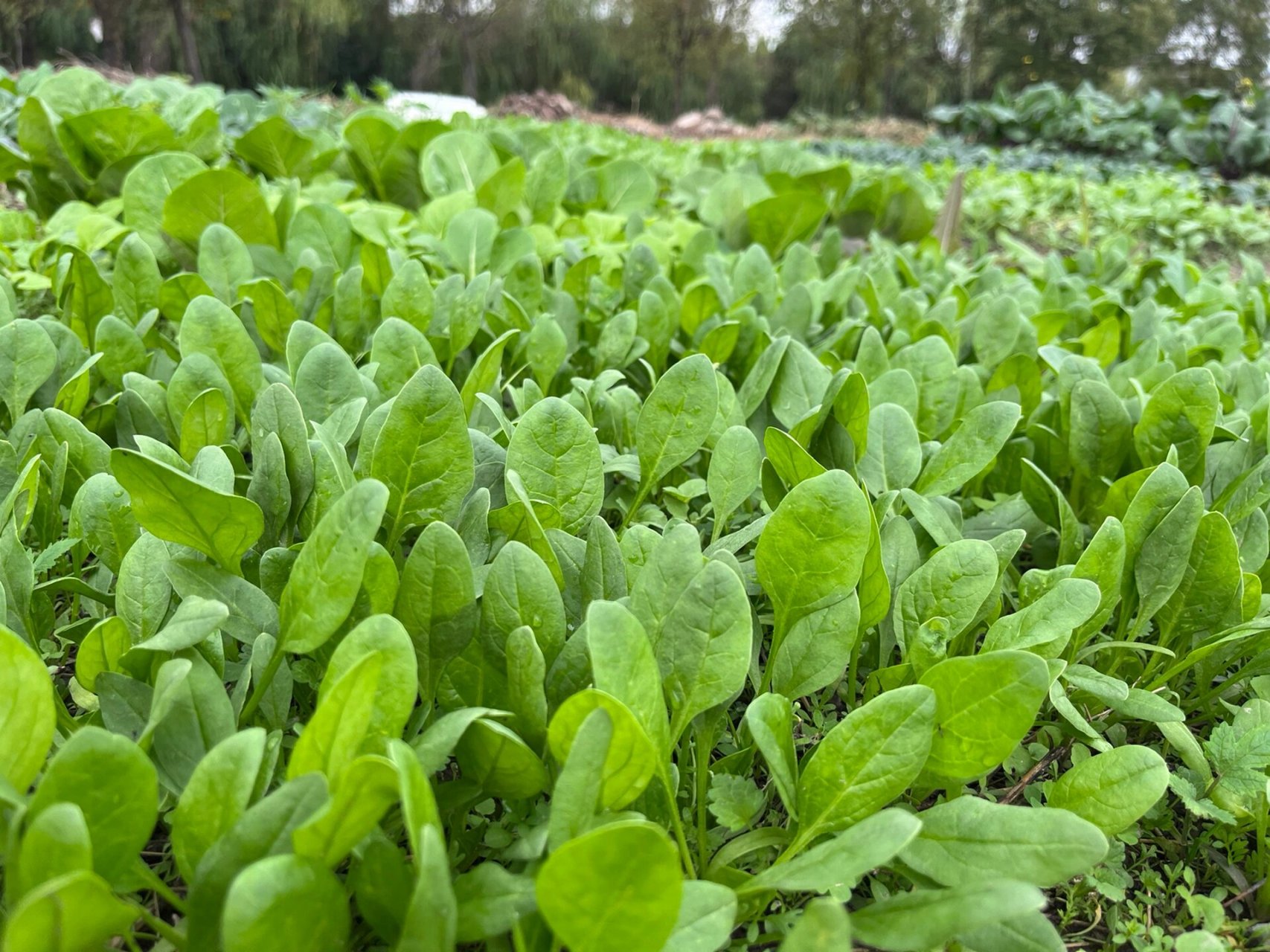 新种的小叶茼蒿发芽了