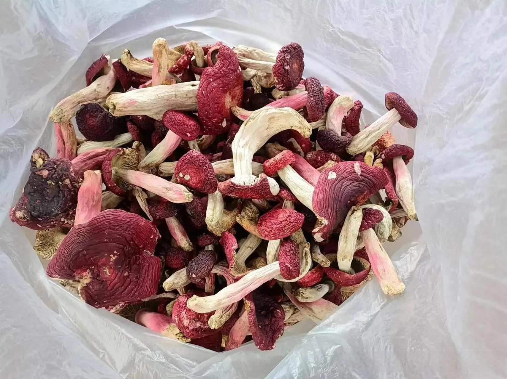 云南大红菌,想吃的有没有?炖鸡非常好吃哦中国云南野生菌