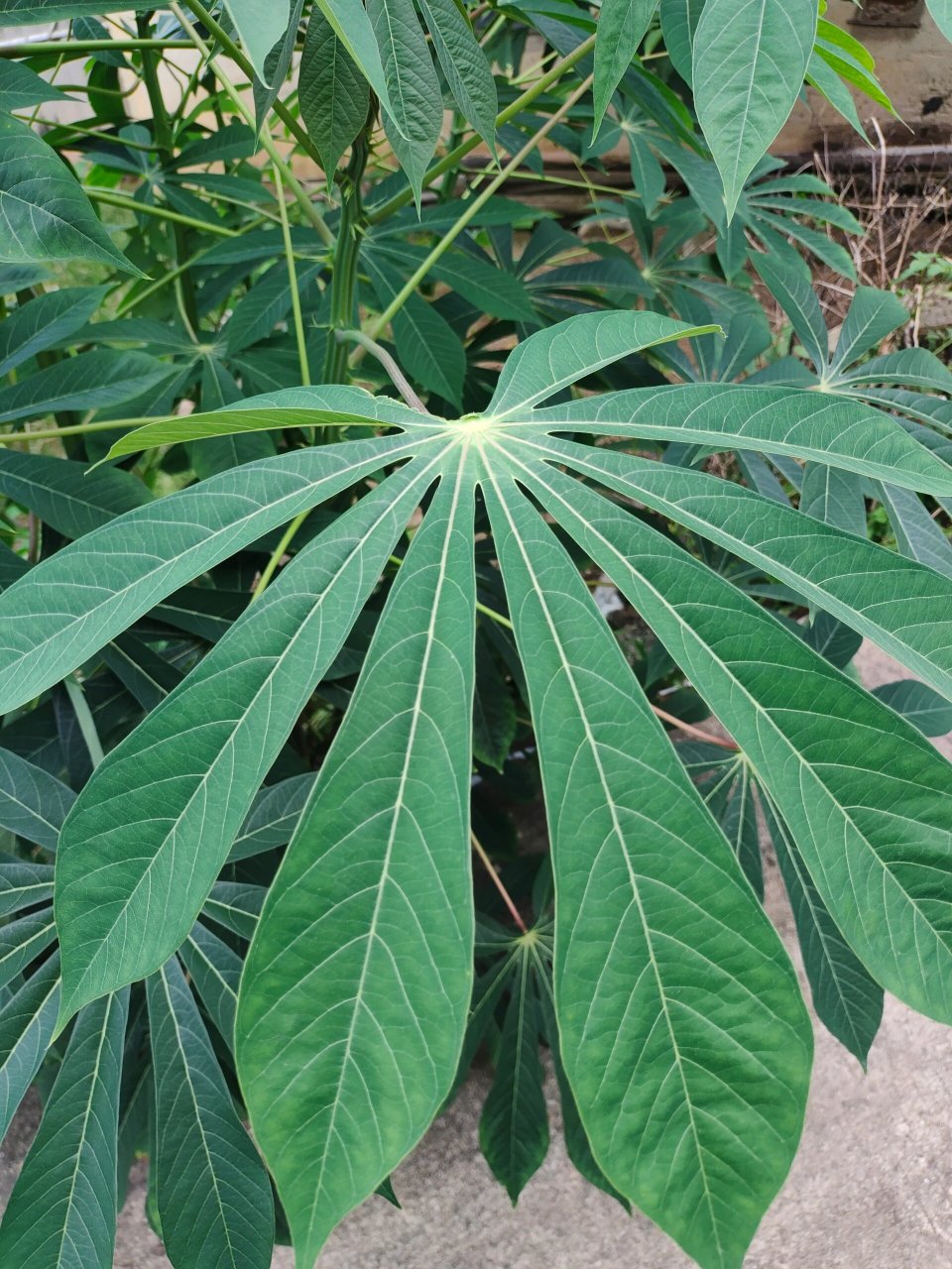 南薯植物照片图片