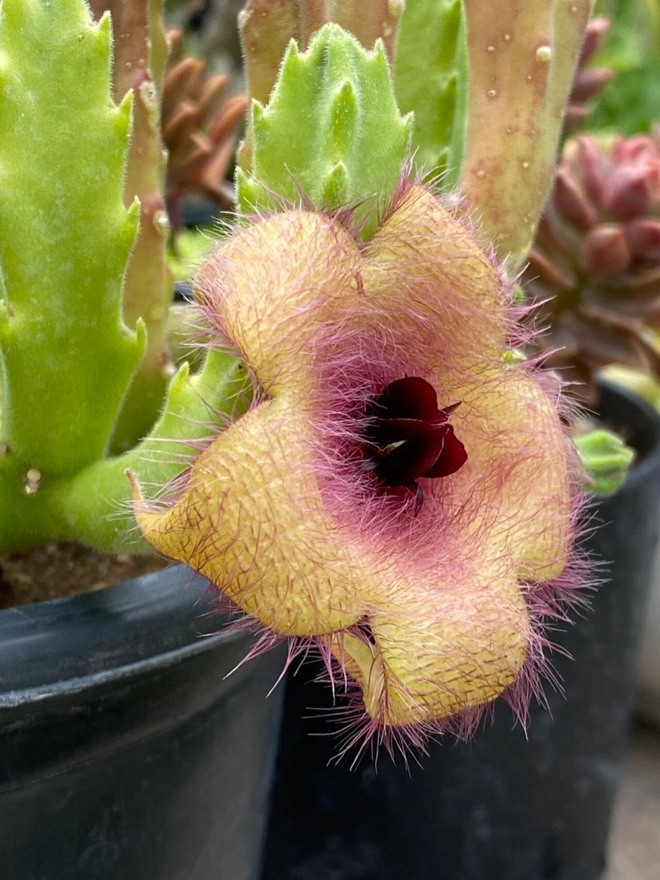 大花犀角 大花犀角(学名:stapelia grandiflora masson)是萝藦科,豹皮
