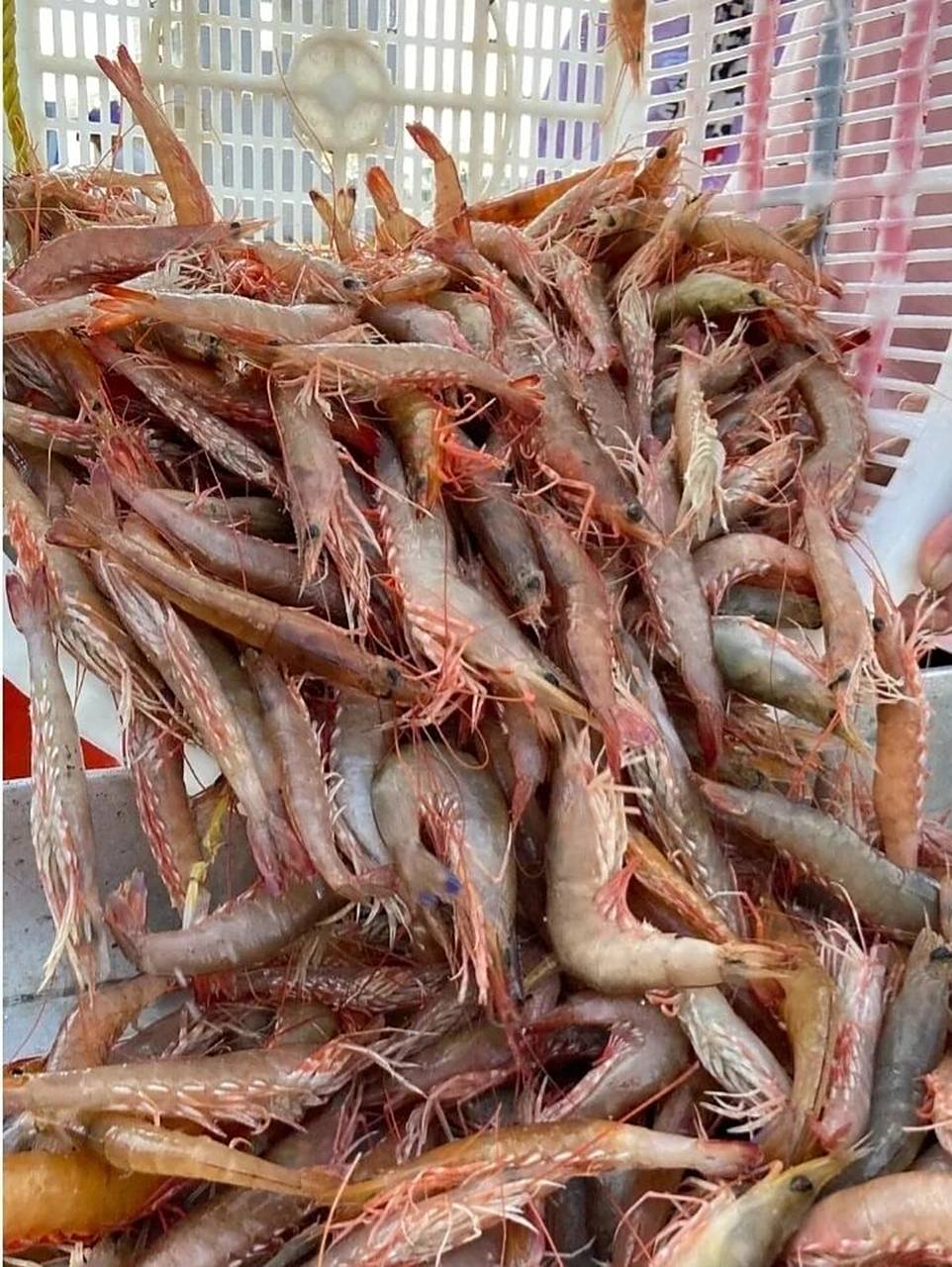 野生小麻虾,鲜甜脆口999999 新鲜回港的野生麻虾,只只靓丽!