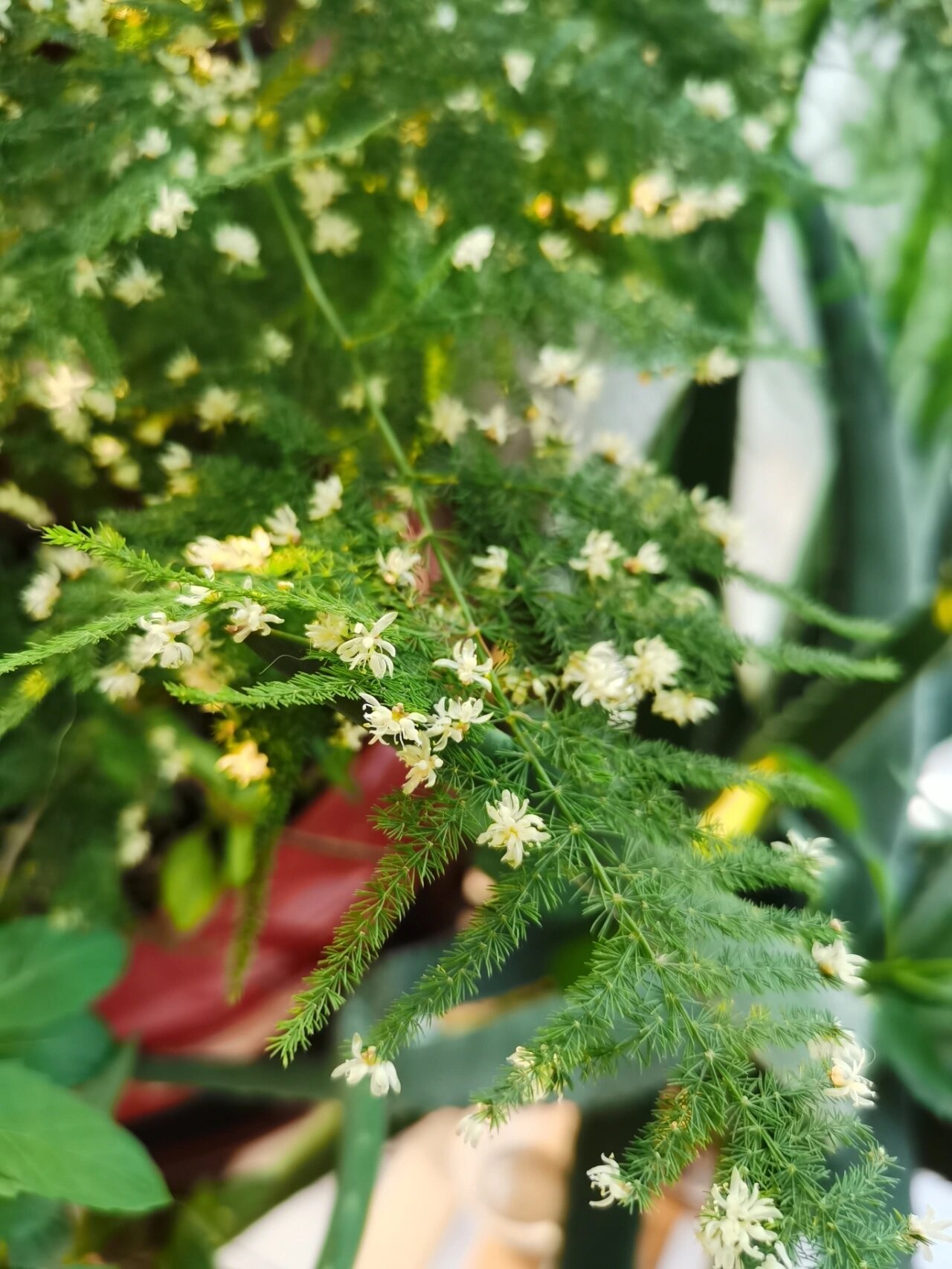 文竹开花结果预示"好事将近" 文竹开花结果预示"好事将近",寓意好却不