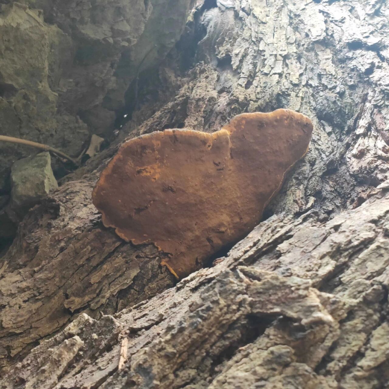 实拍桑树桑黄原木  可供鉴赏