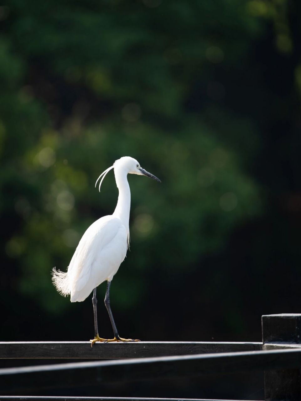 头上长了两根呆毛的漂亮小鸟 鹭鸶每次看上去都雪白干净,感觉很优雅
