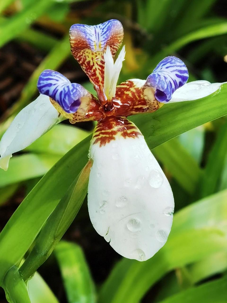 【巴西鸢尾兰】 67生来恣意狂,舞剑向沧桑. 同为人间许,何须论短长.