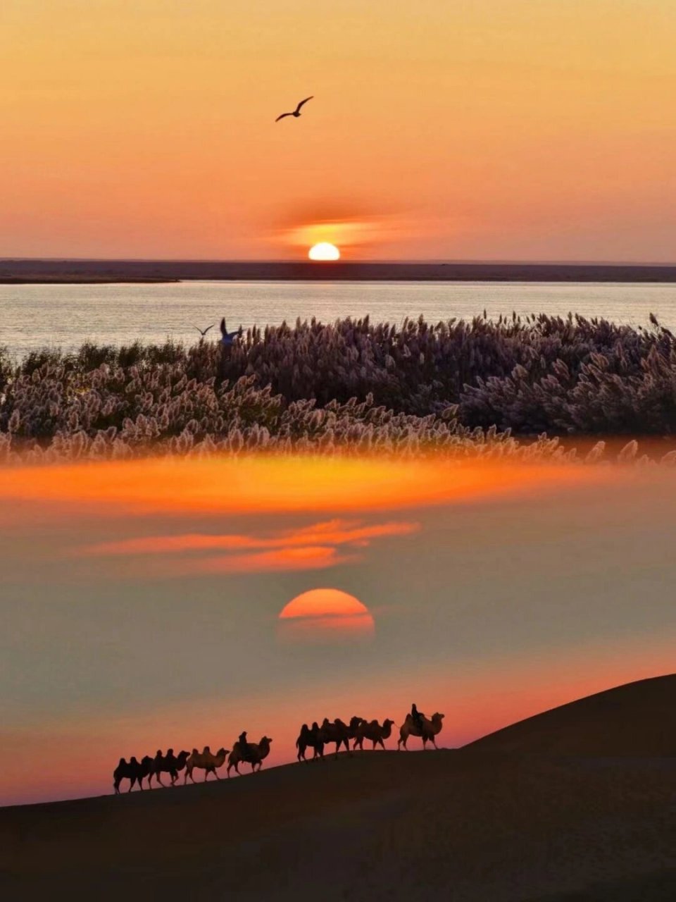 中国最美的秋天.甘肃酒泉金昌县的胡杨林